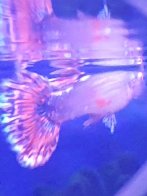fish 3.jpeg