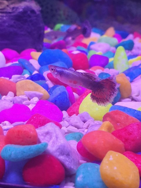 fish 4.jpeg