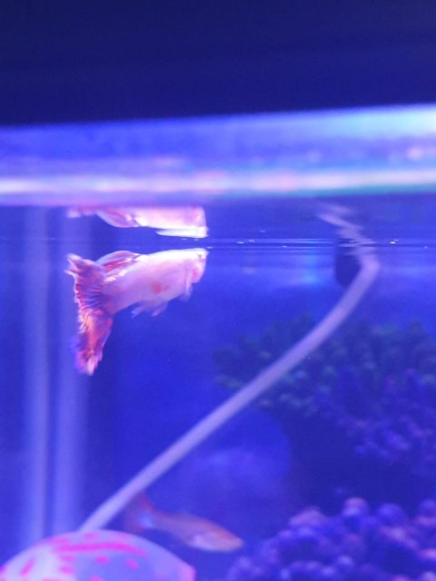 fish 5.jpeg