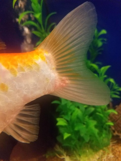 Goldie-white bumps.jpg