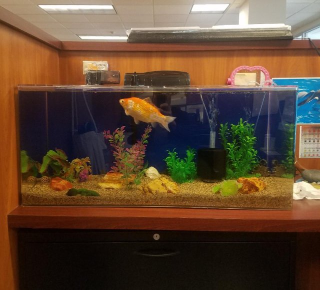 Fish tank.jpg
