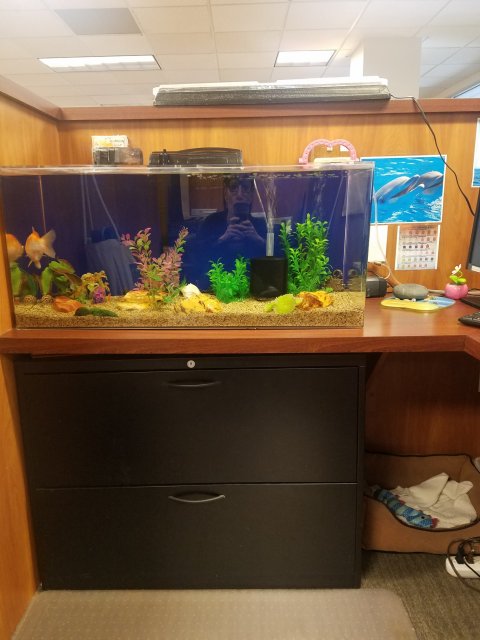 Fish tank2.jpeg
