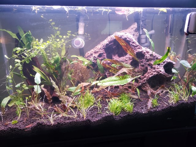 New 30gal June8.jpg