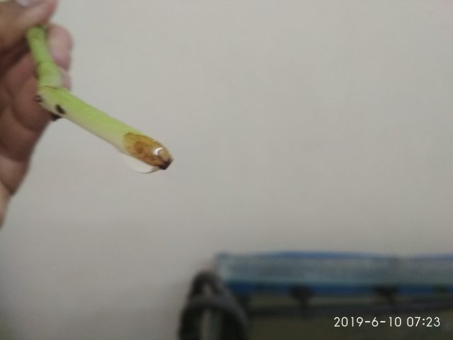 IMG_20190610_072316.jpg