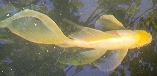 pink butterfly koi8 small.jpg pink butterfly koi8 small.jpg