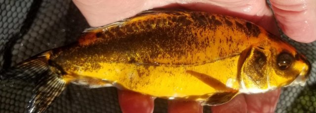 sick orange black koi 2 small kopenhn.jpg