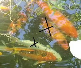 5 koi koigoldies.jpg 5 koi koigoldies.jpg