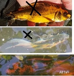 sick orange black koi 2 small kopenhn.jpg sick orange black koi 2 small kopenhn.jpg