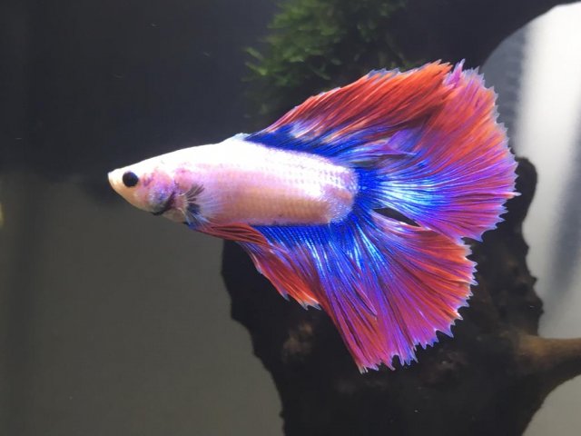 WhatsApp Image 2019-07-10 at 9.39.27 AM.jpeg