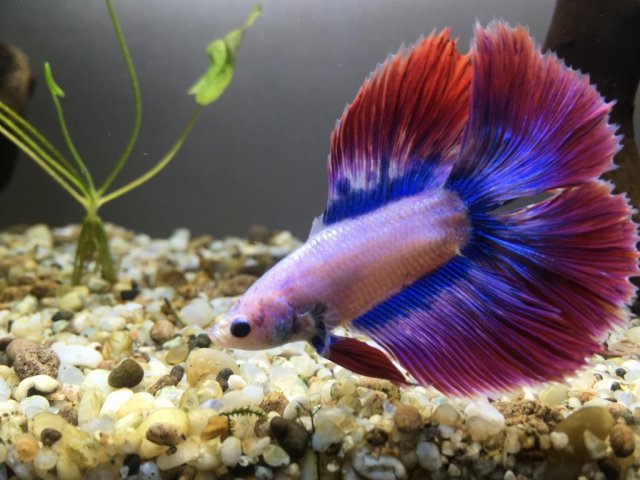 WhatsApp Image 2019-07-10 at 9.38.51 AM.jpeg