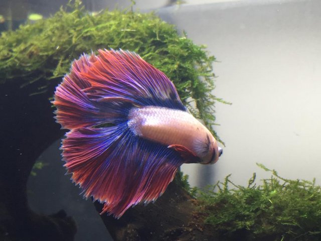 WhatsApp Image 2019-07-10 at 9.40.50 AM.jpeg