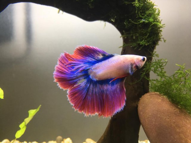 WhatsApp Image 2019-07-10 at 9.39.58 AM.jpeg