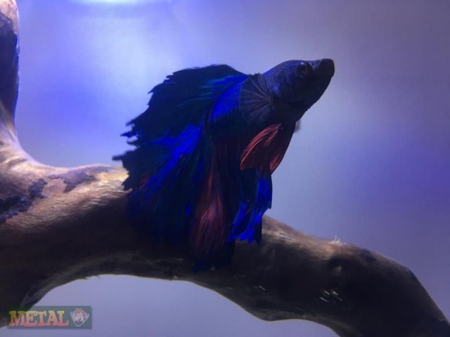 Half Moon Betta_wm(1).jpg