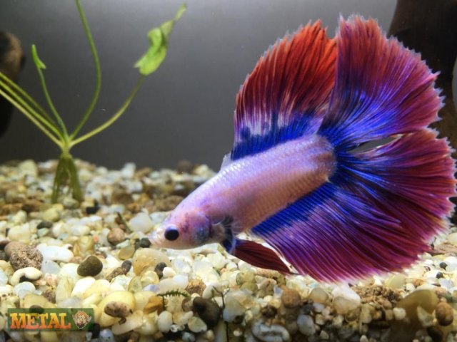 Twin tail Betta splenden (Mr.Picasso).mp4_wm.jpg