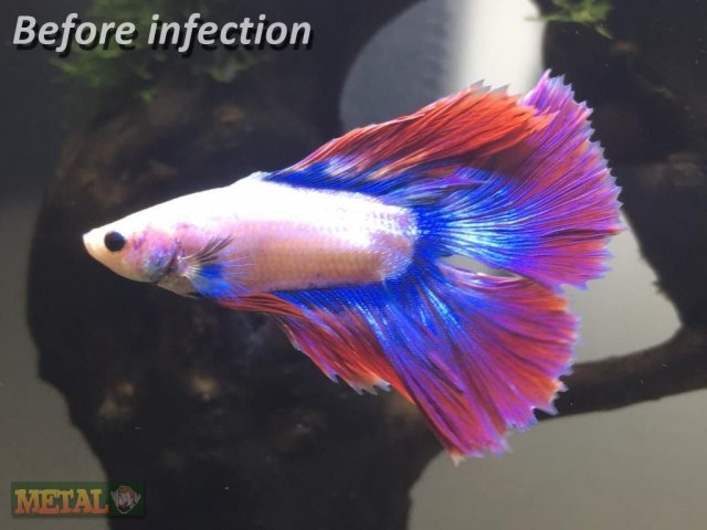 Betta Fin Infection (Before)_wm.jpg