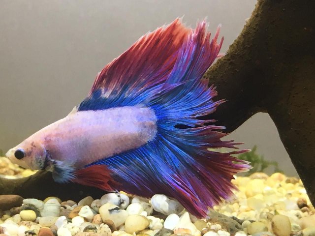 Betta Fin Infection (After).jpg