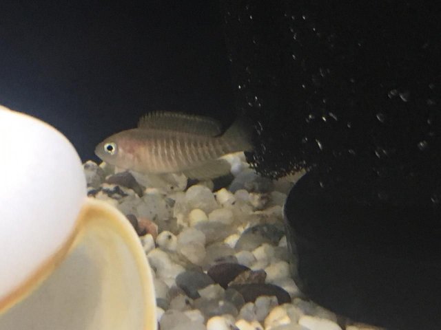 Neolamprologus multifasciatus-2.jpg Neolamprologus multifasciatus-2.jpg