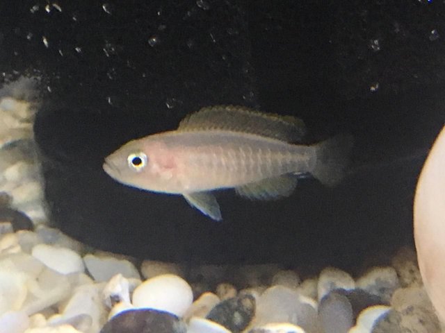Neolamprologus multifasciatus-3.jpg Neolamprologus multifasciatus-3.jpg