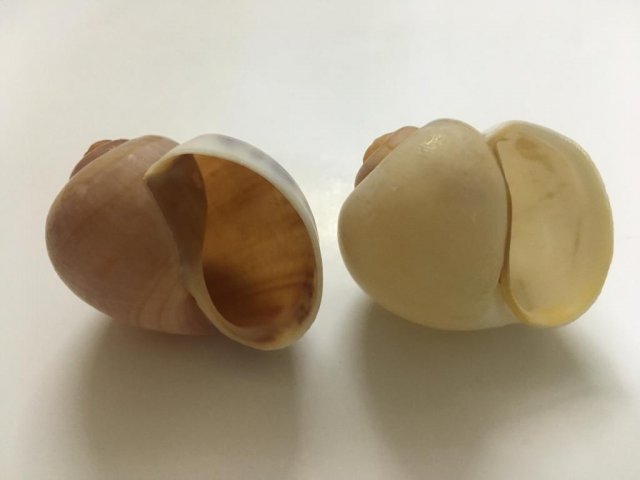 Shells-3.jpeg