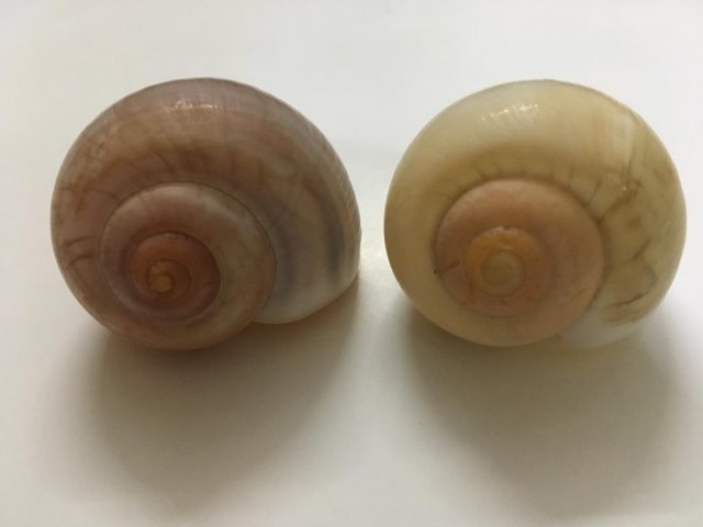 Shells-2.jpeg