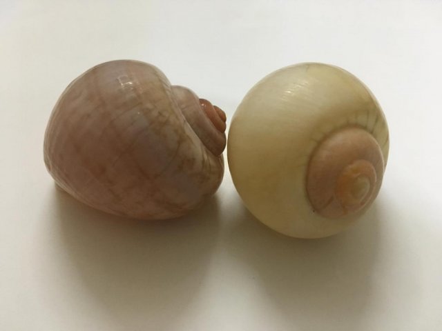Shells-1.jpeg