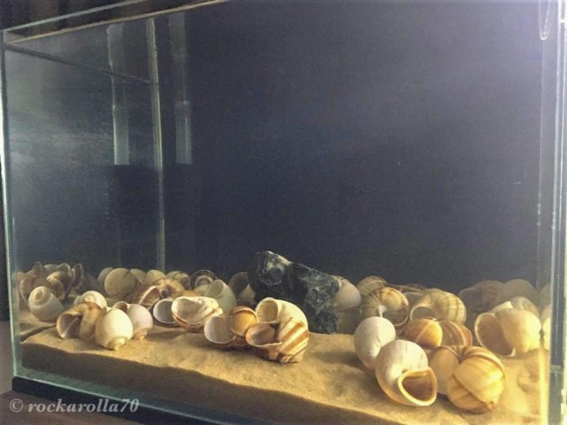 N. multifasciatus-Trial Tank (1).jpg