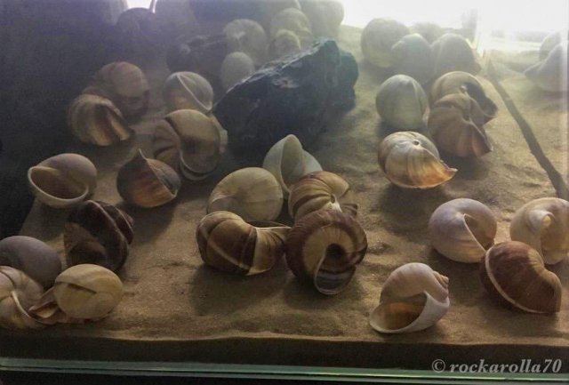 N. multifasciatus-Trial Tank (6).jpg