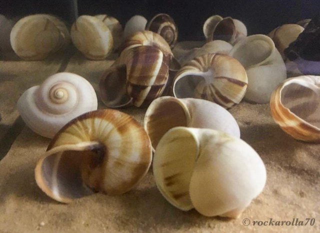 N. multifasciatus-Trial Tank (2).jpg