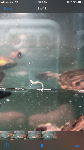 tank worms.png