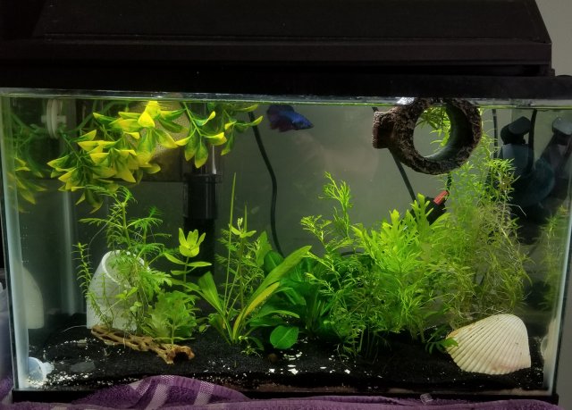 fish1.jpg