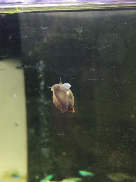 snail_image.jpeg