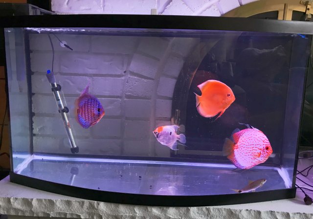Small sales discus tank