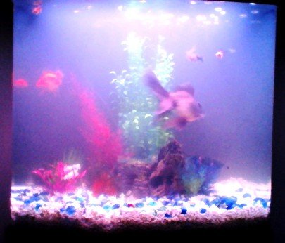 2020-01-17 fish tank.JPG