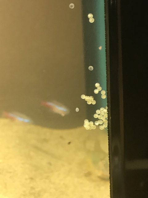 Are my Cory eggs fertilized? | AquariaCentral.com