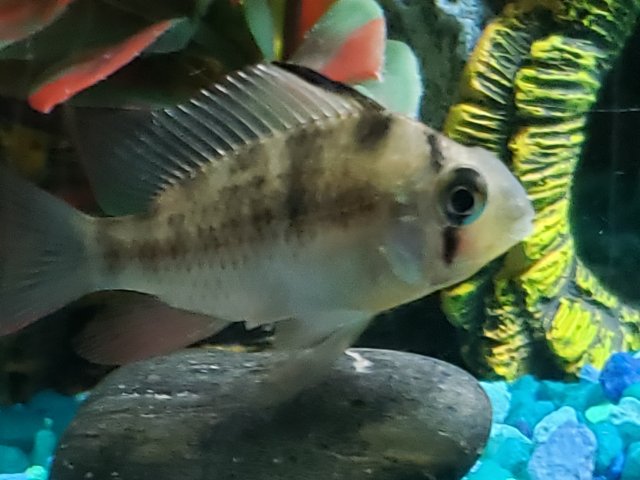 Sexing Bolivian Rams | AquariaCentral.com