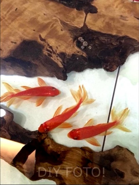 fish 3.jpg