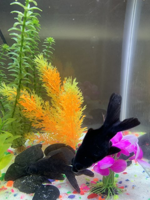 Black moor goldfish laying on bottom shop of tank