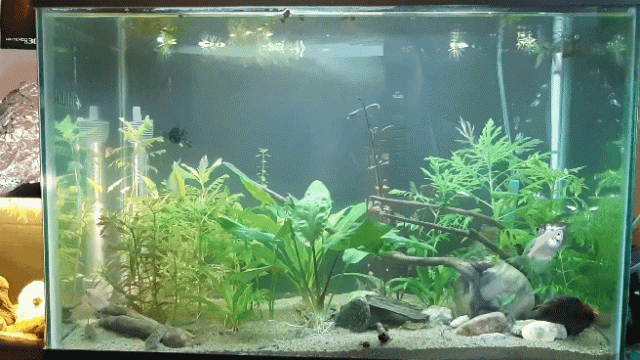 20200403_164953_1.gif
