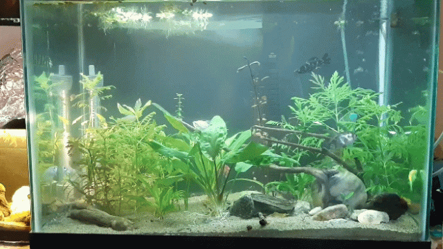 20200403_164953_2.gif