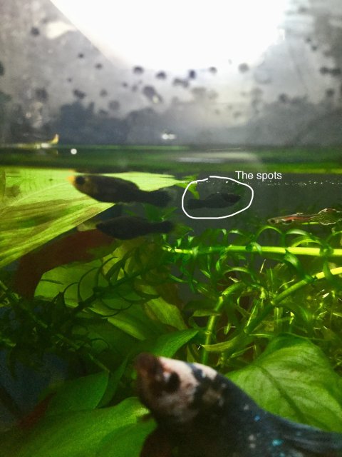 29EA2559-7DCB-480E-8EBB-242F162A2756.jpeg 29EA2559-7DCB-480E-8EBB-242F162A2756.jpeg