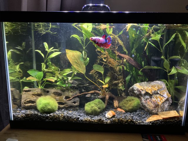 5.5 gallon terrarium