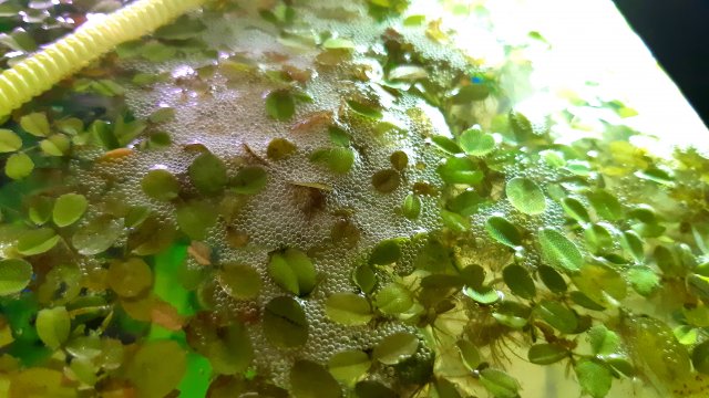 20200423_150555.jpg
