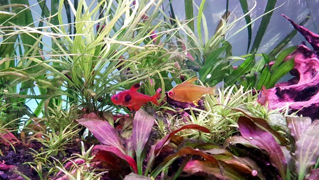 20200501_135126.jpg