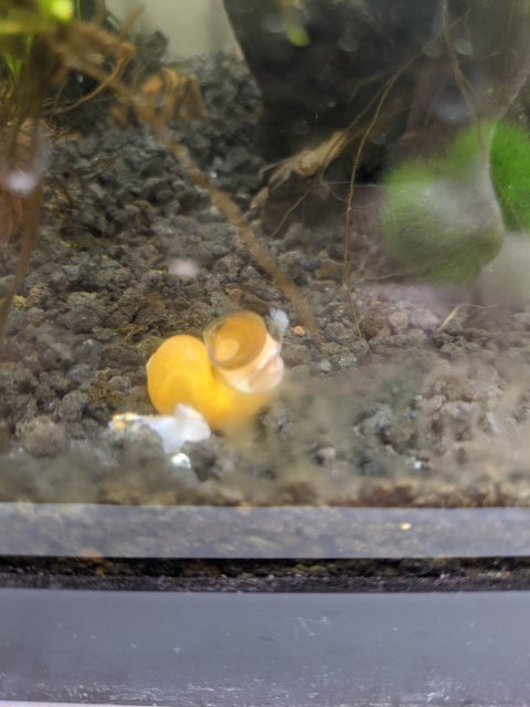 IMG_20200510_121856.jpg IMG_20200510_121856.jpg