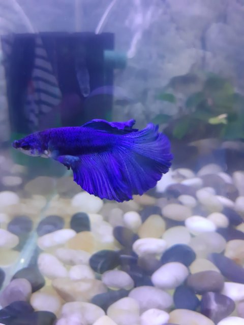 my betta.jpg