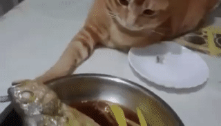 srjxjzz_v_1453429817.gif