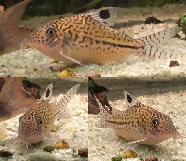 Corydoras sp (julii trilineatus leopardus copei) COMP.jpg