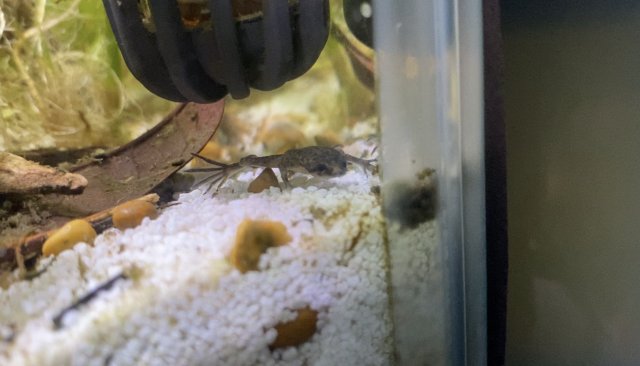 baby frog 2.jpg