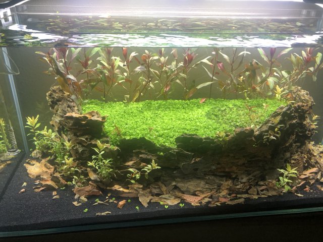 3D0D33F3-B720-4C31-8D16-F698E65237DB.jpeg 3D0D33F3-B720-4C31-8D16-F698E65237DB.jpeg