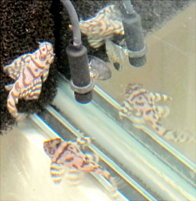 superwhite5-2fish.jpg